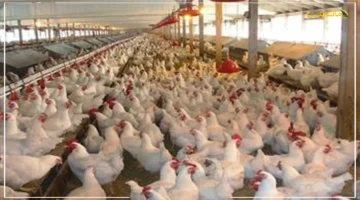 170 جنيهًا للبانيه.. أسعار الدواجن اليوم الجمعة تسجل تطورًا جديدًا في الأسواق | آخر تحديث للفراخ